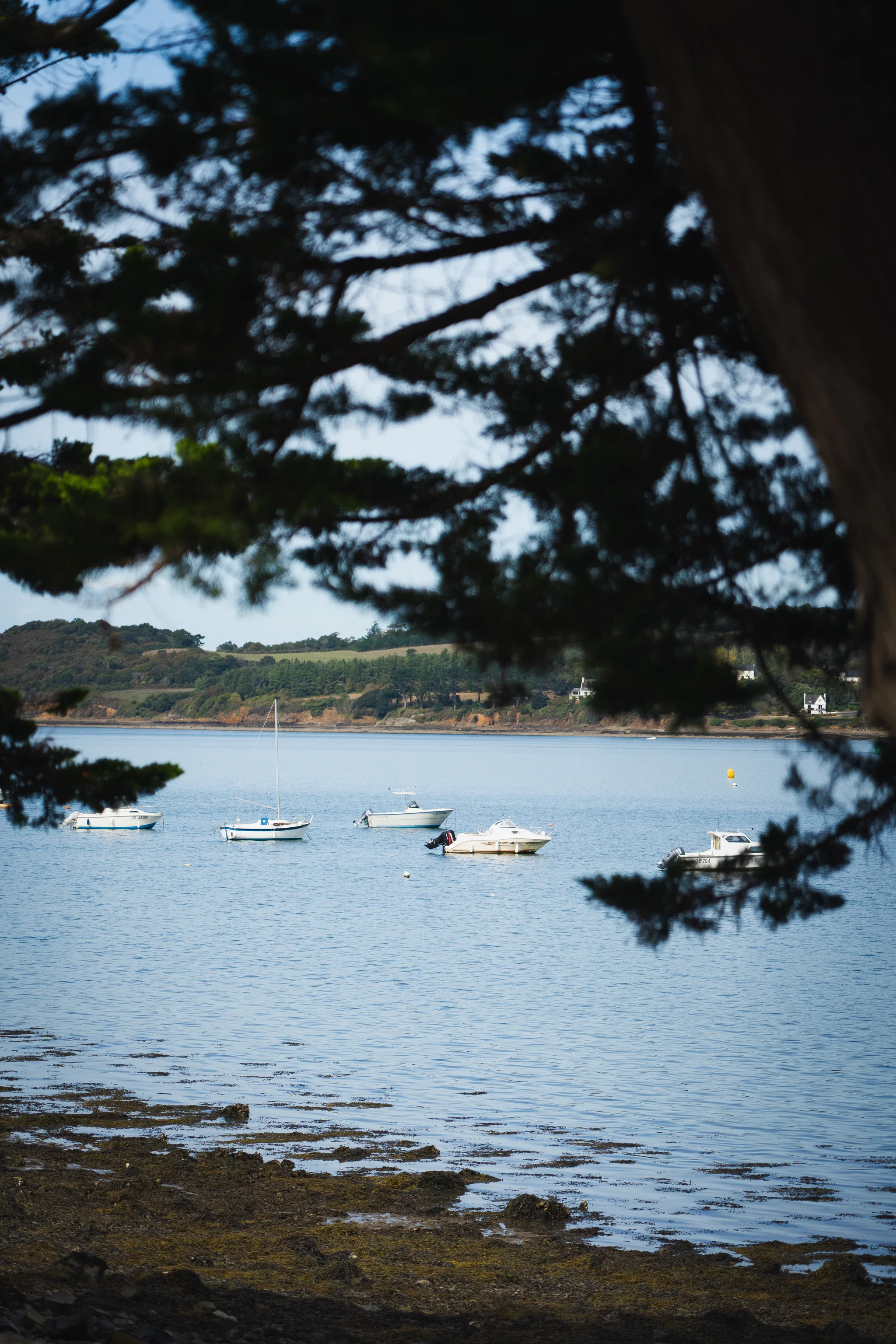 Small boats moored in a calm bay, framed by pine branches