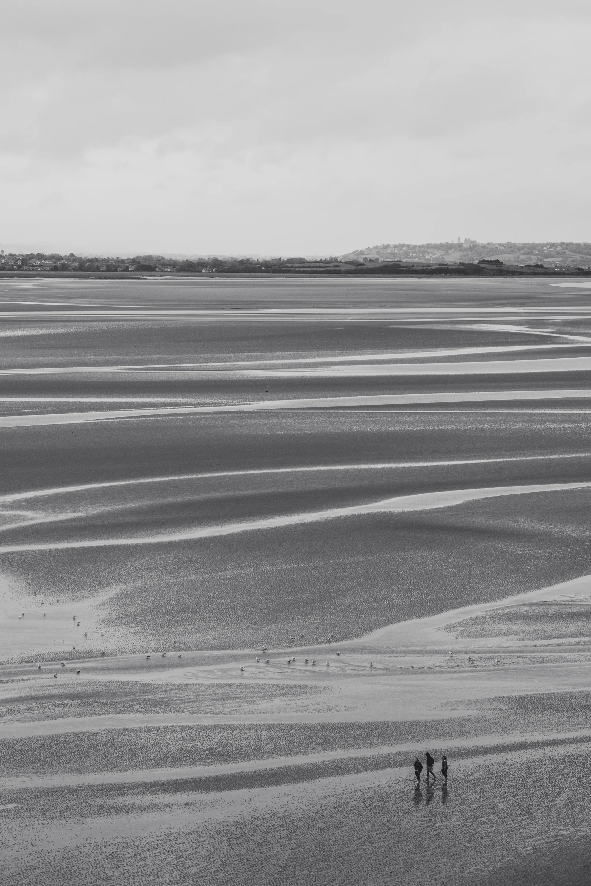 Three tiny walkers on rippled sand flats, black and white