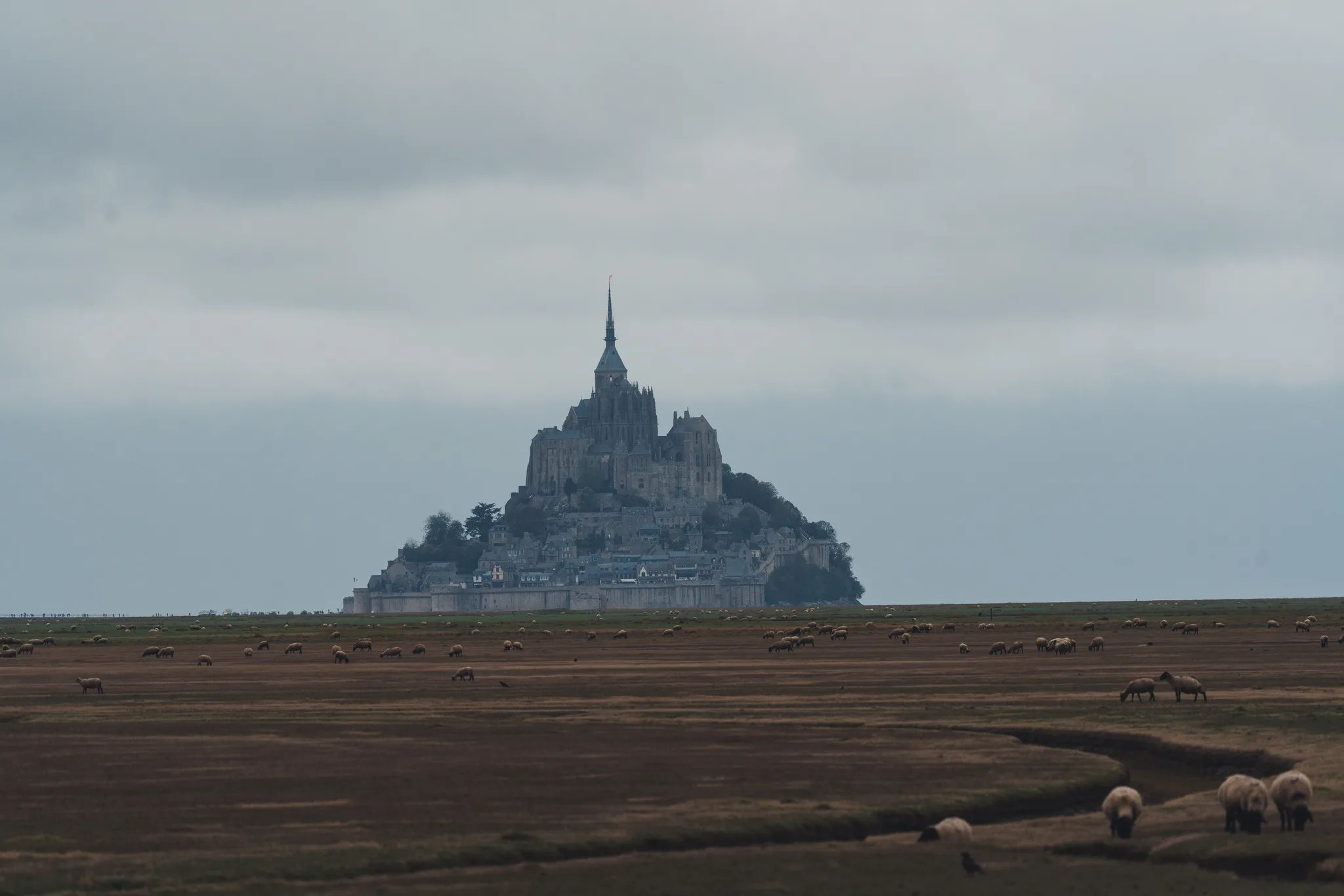 Mont-Saint-Michel behind a creek with sheep in the salt meadow