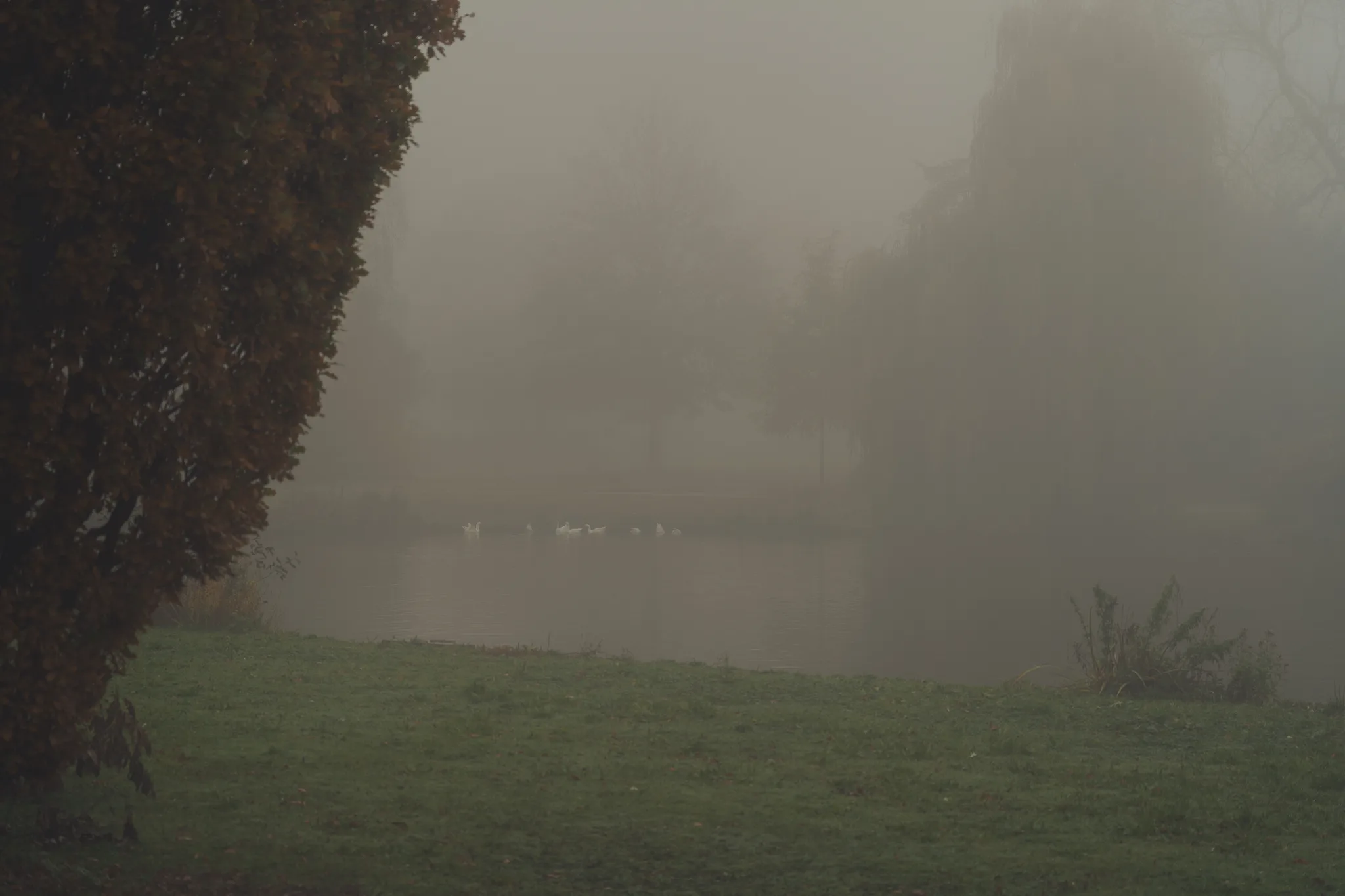 Autumn mist