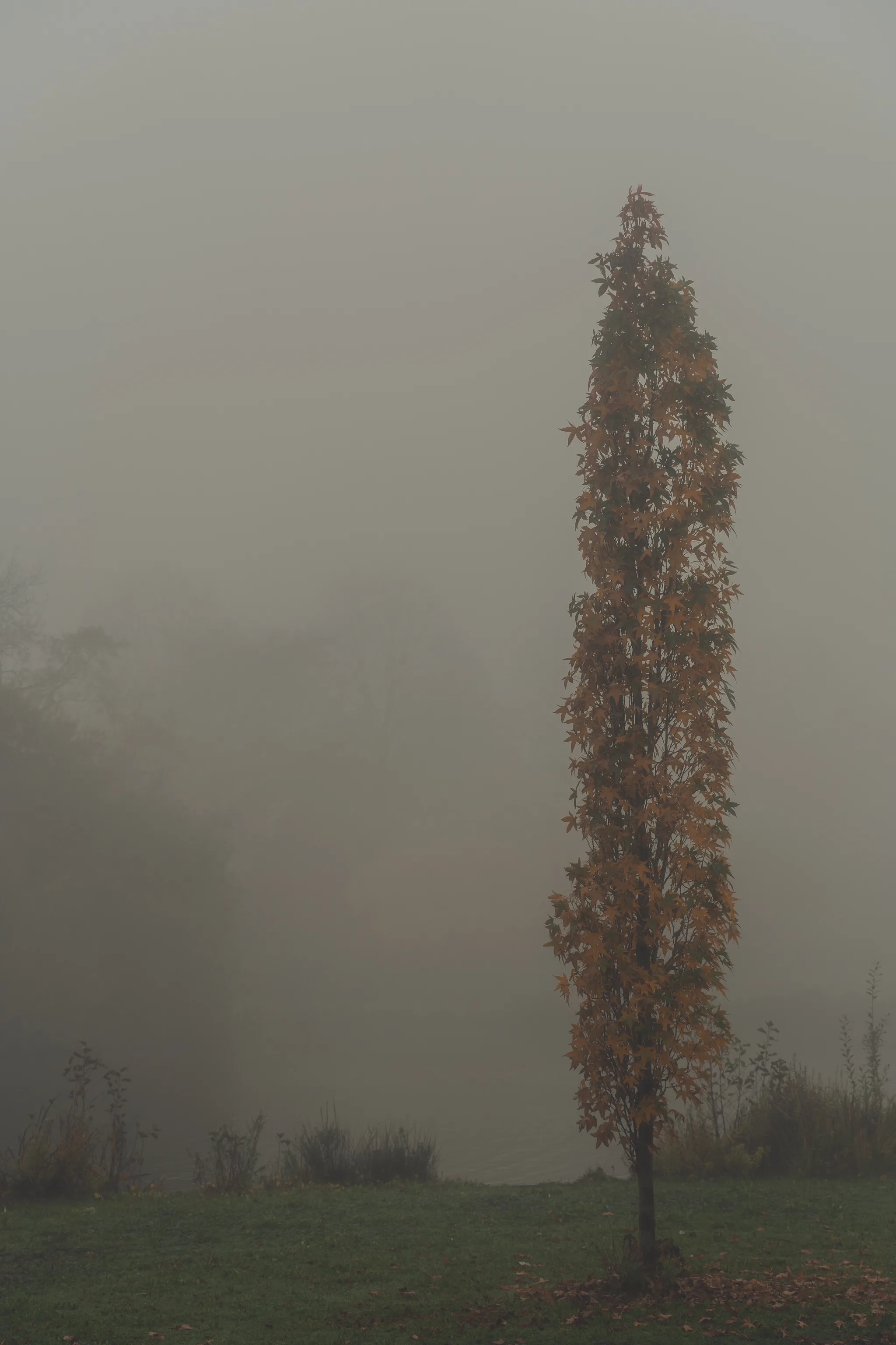 Dutch autumn landscape