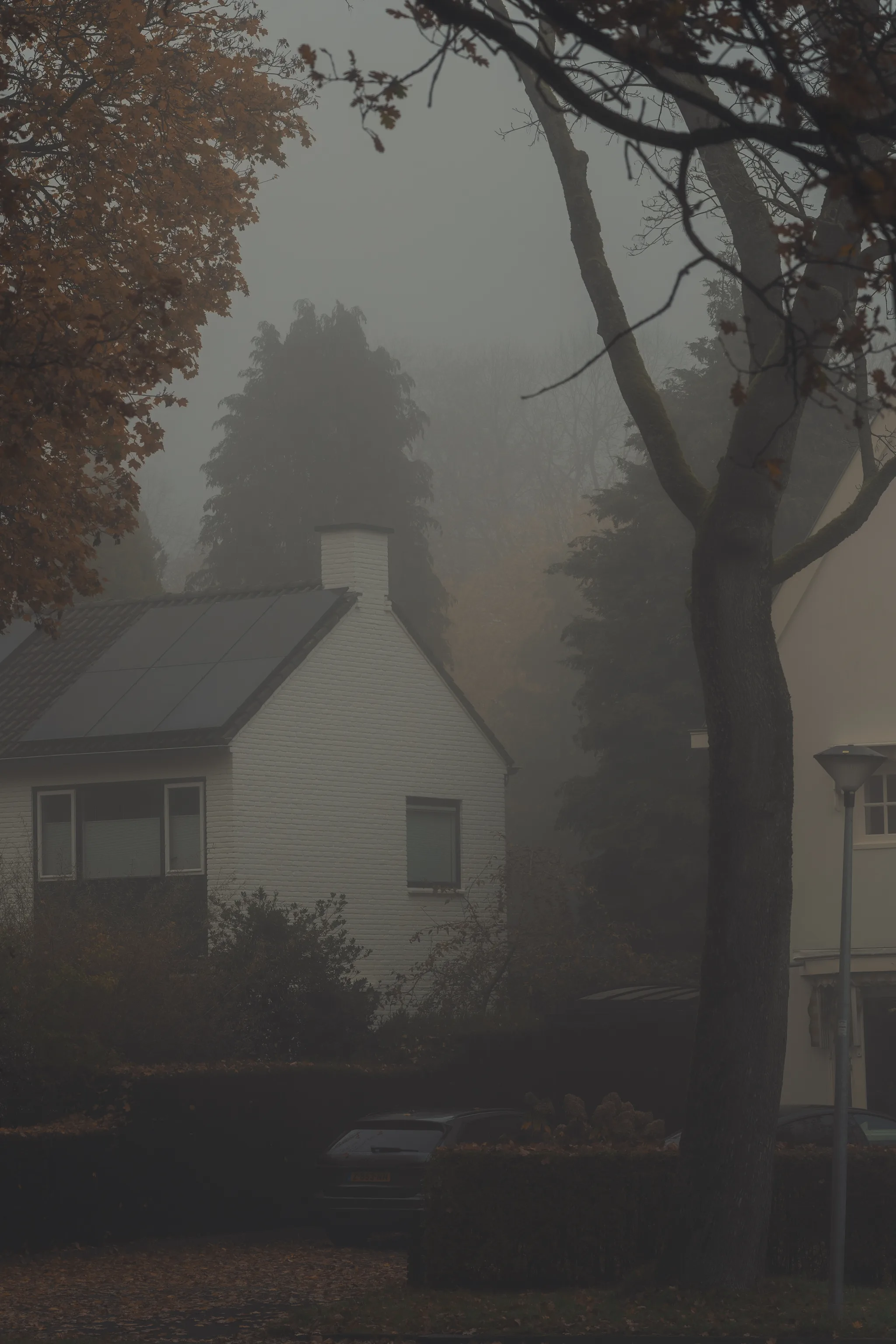 Autumn mist scene